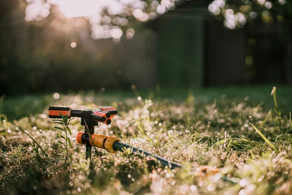 Drip irrigation. The photo shows the irrigation system in a raised bed. Drip irrigation on a green lawn on a sunny day. The rays of the sun through the drops. Lawn watering device