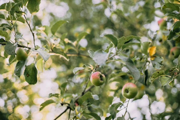 Apple tree with beautiful branches and fruits. Red and green apples. Apple tree leaves. Apple tree in the garden. plants and trees