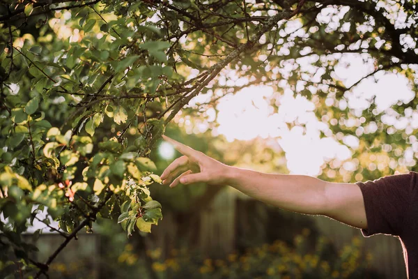 The hand reaches for the branches of the tree. Sun rays through the branches. Hands and nature. Touch nature