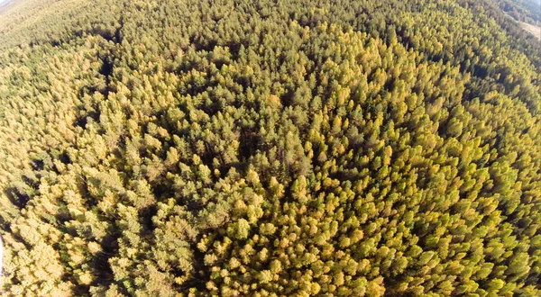 Bosques en otoño —  Fotos de Stock