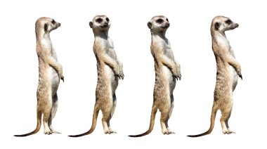 Meerkats clipart