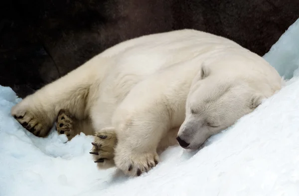 Śpiącego niedźwiedzia polarnego — Zdjęcie stockowe