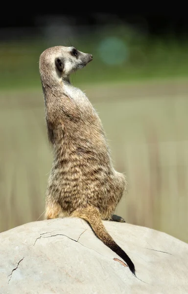 Meerkat. — Fotografia de Stock