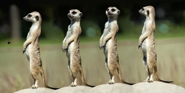 Meerkats — Stock Fotó