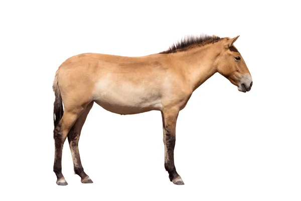 Cavalo de Przewalski — Fotografia de Stock