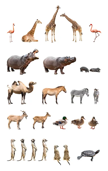 Zoo animals Stock Image