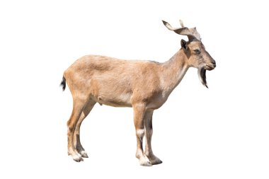 Markhor