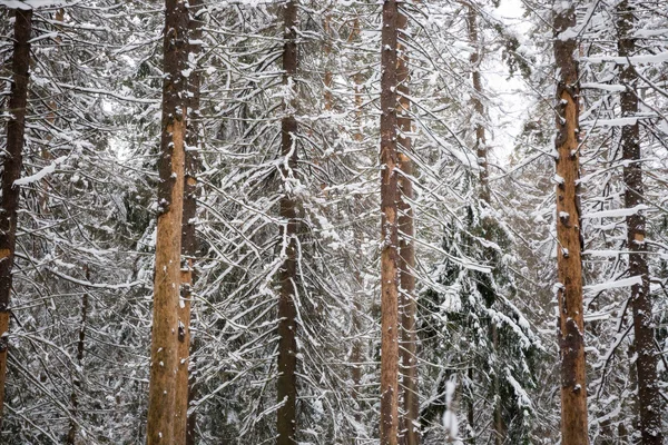 Invierno — Foto de Stock