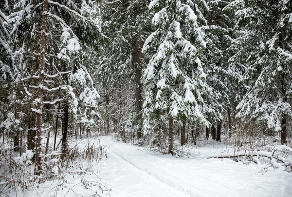 Invierno en bosque ruso — Foto de Stock