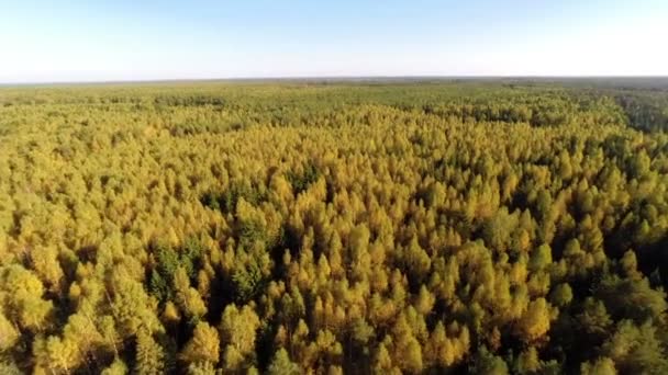 El bosque de otoño — Vídeo de stock