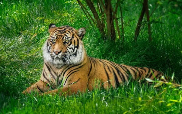 Ein Schöner Tiger Liegt Gras Naturschutzgebiet lizenzfreie Stockbilder