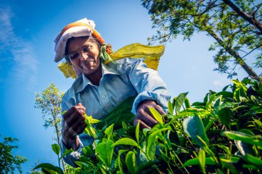 çay toplama sri Lankalı Dağları