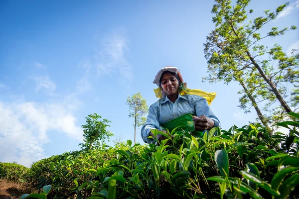 Cueillette de thé dans les montagnes sri lankaises — Photo