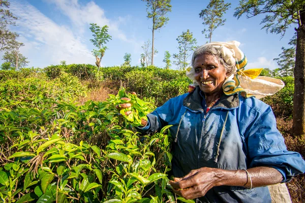 Tea Picking in Sri Lankan Mountains — Stock Photo, Image