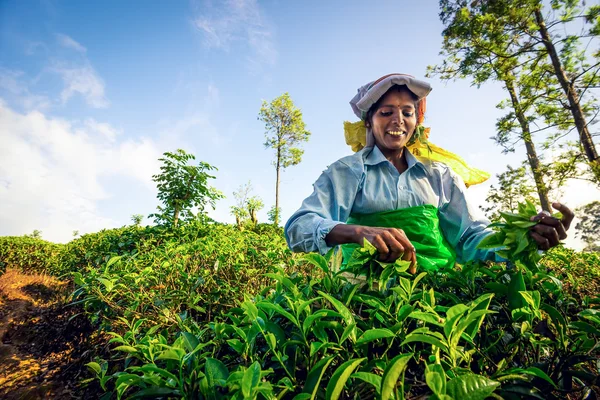 Cueillette de thé dans les montagnes sri lankaises — Photo