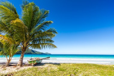Boat by palm tree on one of the most beautiful tropical beaches in Caribbean, Playa Rincon, near Las Galeras, Dominican Republic clipart