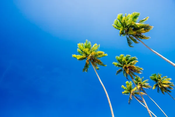 明媚的夏日蓝天上的棕榈树-墙纸和背景 — 图库照片