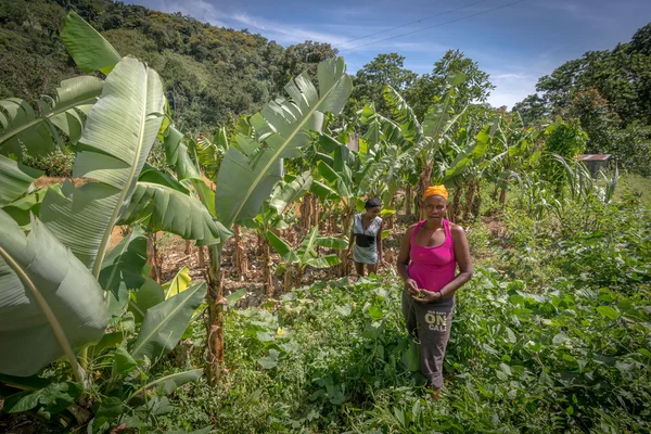 Neidentifikované ženy, které pracují na poli nedaleko Polo, Barahona, Dominikánská republika — Stock fotografie