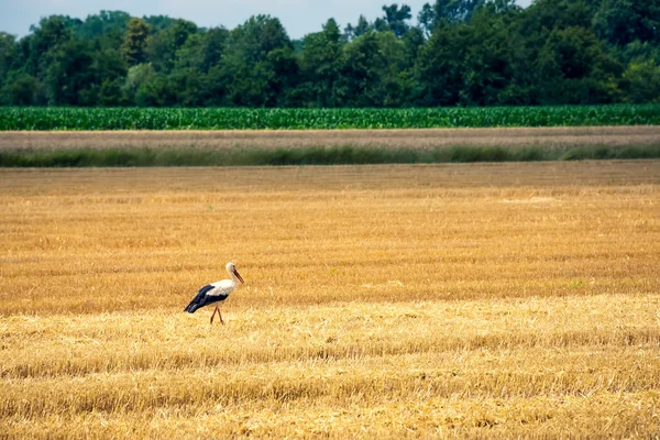 Čáp, na čerstvě posečeného pšeničné pole — Stock fotografie