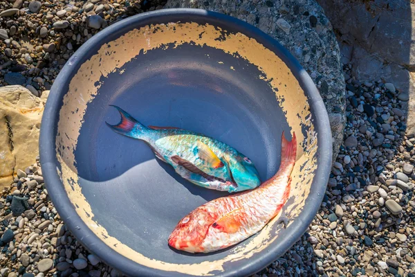Peixe tropical vermelho e azul vívido recentemente capturado no prato antigo, Barahona, República Dominicana Fotos De Bancos De Imagens