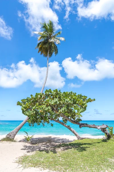 Palme und ein weiterer kleiner Baum, am wunderschönen tropischen Strand lizenzfreie Stockbilder