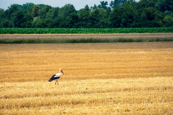 Storch auf frisch gemähtem Weizenfeld lizenzfreie Stockbilder