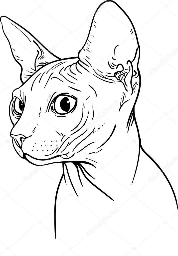 Sphynx cat — Stock Vector © pony_rider #55183793