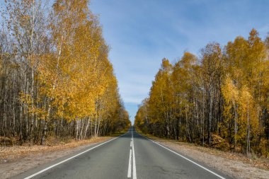 Sonbahar ormanı boyunca yol