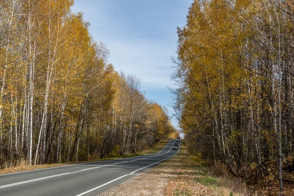 Sonbahar ormanı boyunca yol