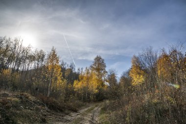 Güzelim sonbahar ormanında yürü