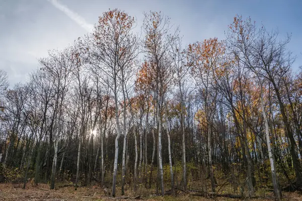 Promenade Travers Belle Forêt Automne — Photo