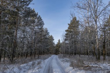Kış manzarası, karla kaplı ormanda yürümek
