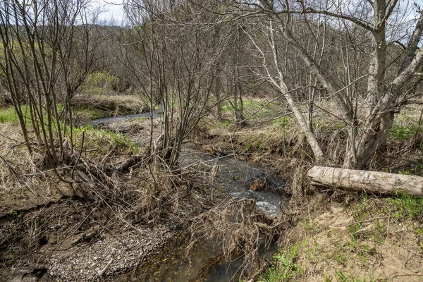 Güney Urallar 'ın dağlarında bahar ormanlarının güzelliği içinde yürüyüş yapmak.
