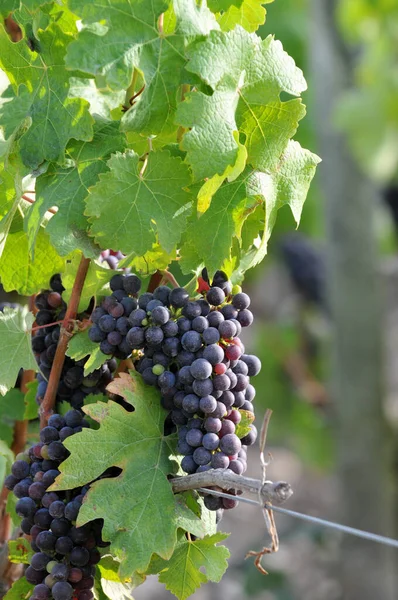 Clusters of black grapes in close-up in a Bordeaux vineyard