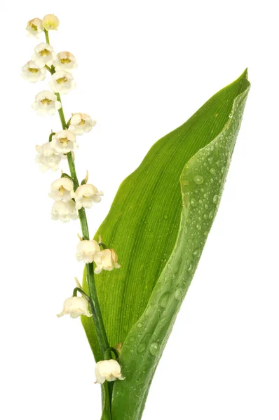 Sprig Lily Valley Close White Background — Stock Photo, Image