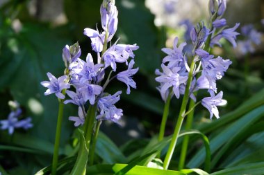 Baharda çan çiçekleri kapanıyor.