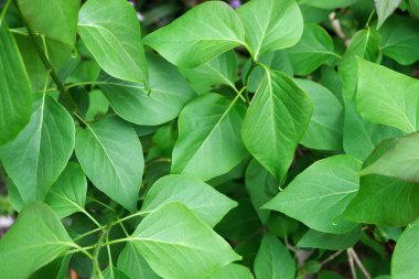 İlkbaharda leylak yaprakları yakın.