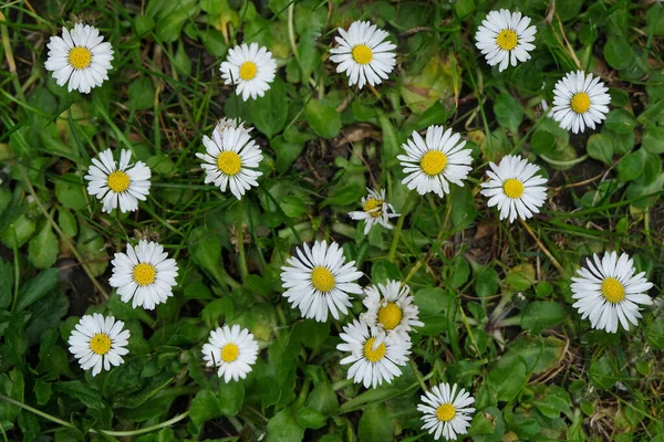 ดอกเดซ ใบไม ในหญ าใกล — ภาพถ่ายสต็อก