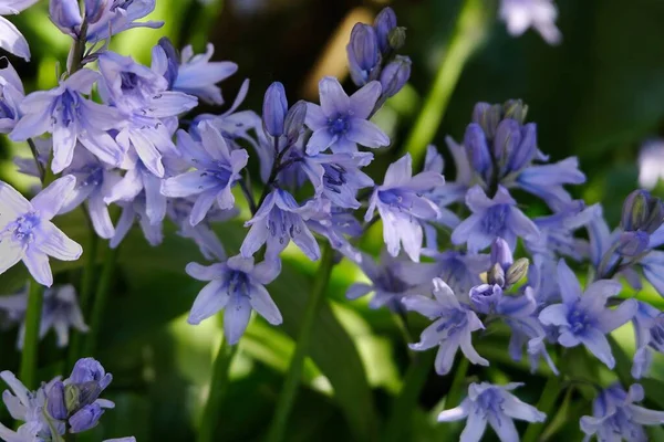 Bluebells Spring Close Royalty Free Stock Images