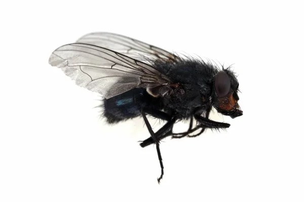 Fly Close White Background — Stock Photo, Image