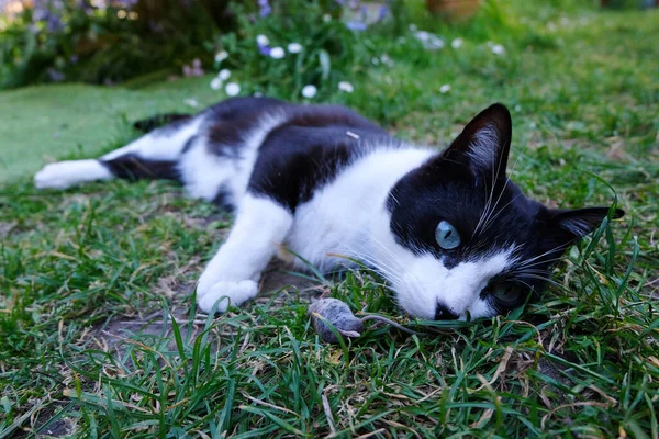 Gato Con Una Musaraña Muerta Hierba —  Fotos de Stock