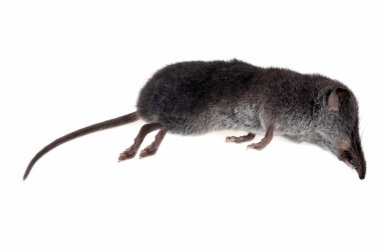 Beyaz arkaplanda farecik görüntüsü