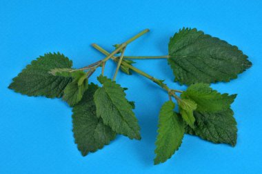 Taze limon merhemi yaprakları mavi arka planda.