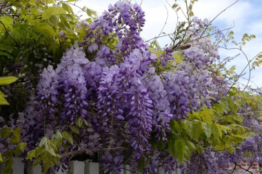 Bahar mevsiminde çiçek açan salkımlar.