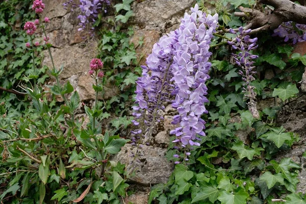 Blooming wisteria in spring and ivy wall close-up