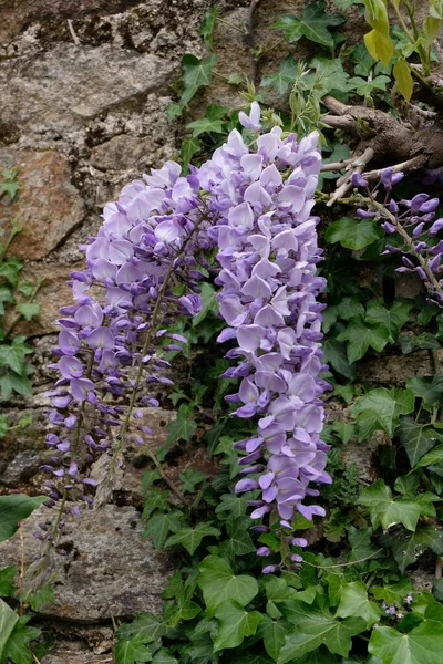 Blooming wisteria in spring and ivy wall close-up