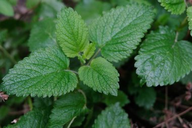 Bahçede limon merhemi yaprakları. 