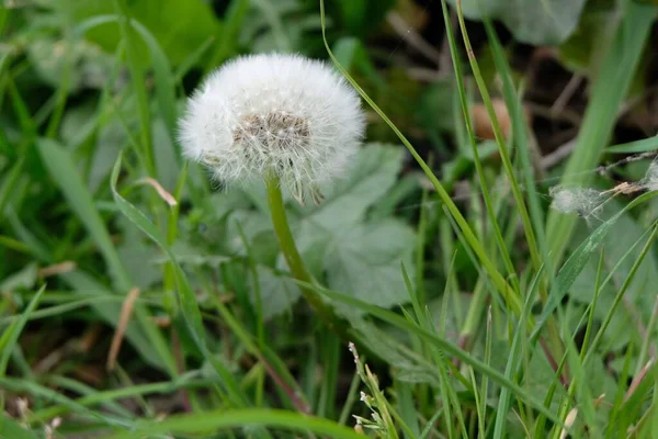 Fluffy Dandelion Flower Grass Close — Stock Photo, Image