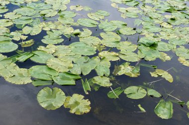 Su zambakları yakın planda. 