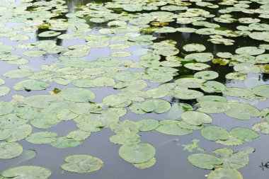 Su zambakları yakın planda. 